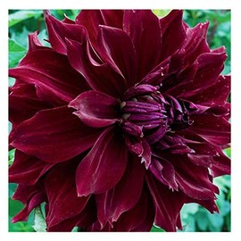Mingus Alex Dinnerplate Dahlia - 5 Gallon Size Bareroot Tuber