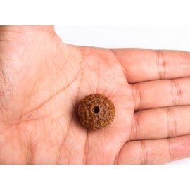Wonder Care - Original Nepali Ten Faced Rudraksha 10 Mukhi Rudraksha Bead Natural Rudra Religious Rosary Bead shiva beads