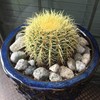 Golden Barrel Cactus (Echinocactus grusonii) - Large - Live Plant