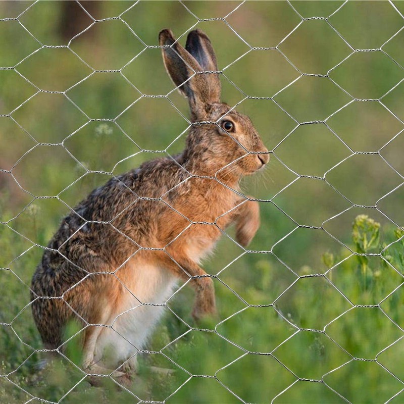 20GA Galvanized Hexagonal Poultry Netting Chicken Wire 60 inches x