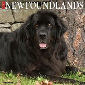 Newfoundlands 2026 12" x 12" Wall Calendar