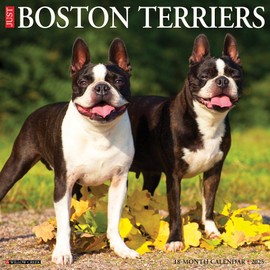 Willow Creek Press Boston Terriers Monthly 2025 Wall Calendar (12" x 12")