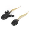 RiToEasysports Tadpole Frog Toy Set, Ranidae Growth Cycle Model for