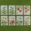 MIJOMA Dinosaur Playing Cards - Perfect for Family Evenings -
