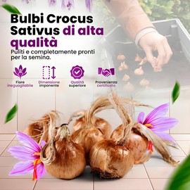 Bulbi di zafferano per piantare il tuo zafferano 500 g, bulbi di fiori da esterno per piantare nel tuo giardino interno ed esterno i tuoi fili di zafferano dalla Spagna