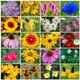 Grow Your Own Vibrant Annual and Perennial Wildflower Garden Seeds Mixture, Varieties for Pollinators and Spring Gardens - Midwest Regional Mix, 1 lb