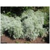 CZ Grain 100 Absinthe Plant Seeds for Planting Common Wormwood