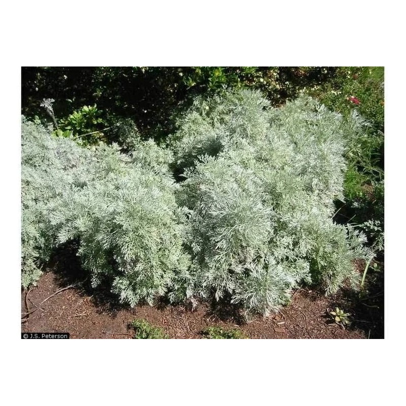 CZ Grain 100 Absinthe Plant Seeds for Planting Common Wormwood