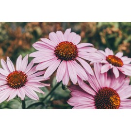 Zellajake Farm and Garden Purple Coneflower Seeds - Echinacea purpurea - B230 (125 Seeds, 1/2 gram)