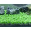 4 Pack Aquarium Plant S.e.e.ds, no Artificial Plastic Plant, Fish