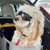 NAMSAN Dog Goggles Small Breed, UV Protection Doggie Sunglasses for