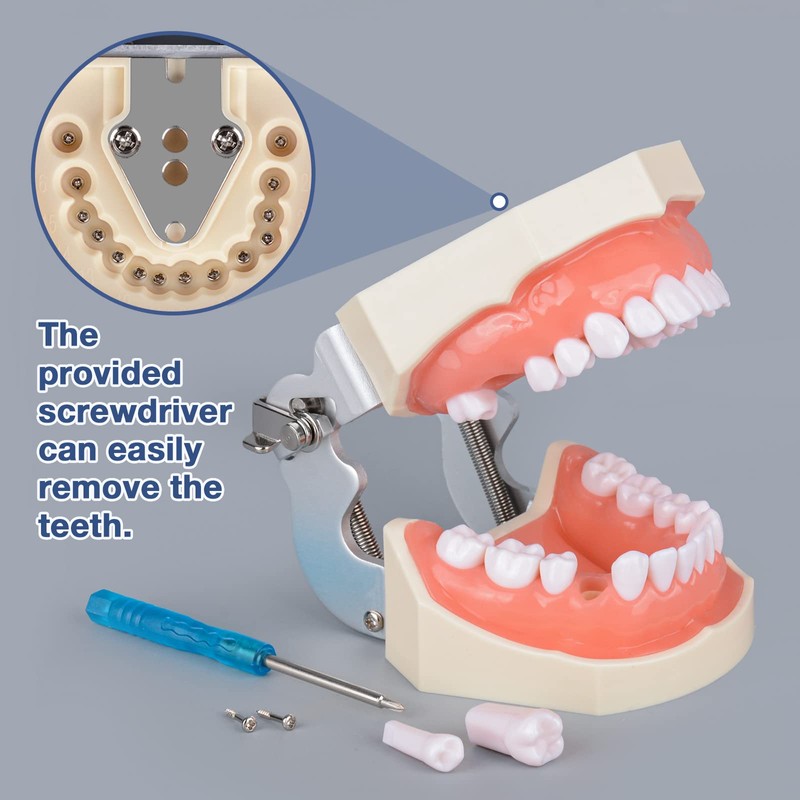 Ultrassist Typodont - Modelo de dientes con 28 dientes extraíbles,