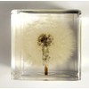 40mm Real Dandelion Snowflake Flower in Crystal Clear Lucite Resin