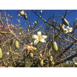 Tree Silk Floss Tree bottle kapok Cactus Ant Thorn  Bonsai Voodoo Spikes Flower Plant
