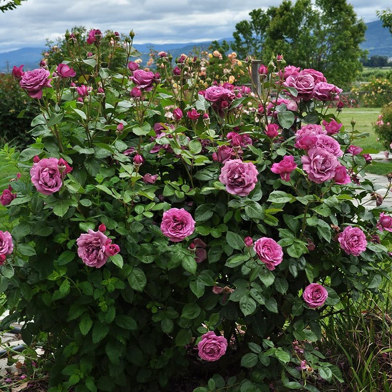 Heirloom Roses Purple Rose Plant - Sunbelt® Plum Perfect Floribunda
