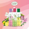 Citrus Magic Limited Edition Odor Eliminating Air Freshener Spray, Assorted