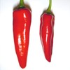 Wayland Chiles Hatch Sandia Chile Seeds