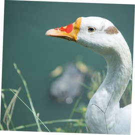 KONTONTY 100pcs Large Goose Eye Mask Poultry Goggles Anti-Pecking Glasses Sturdy Material Farm Equipment Accessory