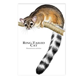CafePress Ring Tailed Cat Postcards (Package of 8), 6"x4" Printed Note Card