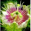50 Passion Fruit Seeds, Passion Flower Exotic Edible Tropical Fragrant