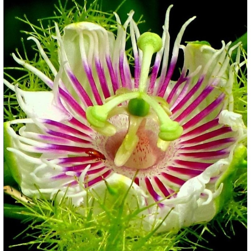 50 Passion Fruit Seeds, Passion Flower Exotic Edible Tropical Fragrant