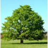 American Red Maple Shade Tree - Live Plant Shipped 3