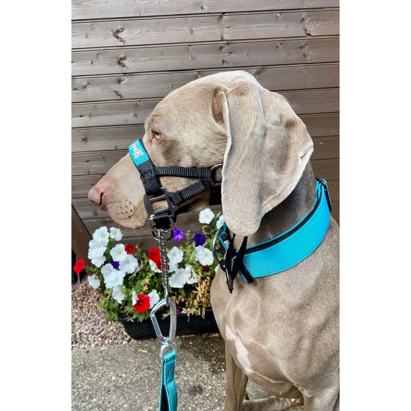 Big Dog Styles Head Collar. Made in UK for Large