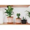 D'vine Dev Set of 2 Terracotta Pots, 4 Inch &