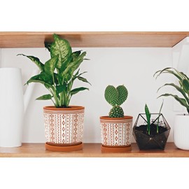 D'vine Dev Set of 2 Terracotta Pots, 4 Inch & 6 Inch, Planter Pots for Plants with Drainage Holes and Saucers, Terracotta/White, Small, 31-958-A-1