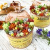 200pcs Rare Beautiful Mixed Mini Succulents Seeds for Planting, DIY
