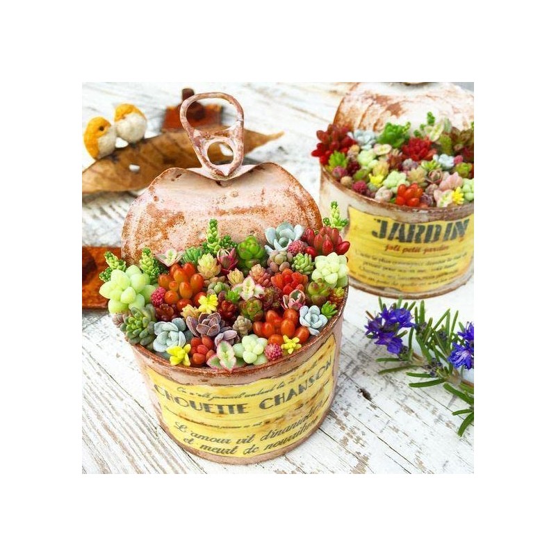 200pcs Rare Beautiful Mixed Mini Succulents Seeds for Planting, DIY