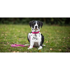 Sprenger Hundehalsband aus stabilem Paracord Nylon mit Edelstahl Clic Lock Verschluss I Wasserabweisende Halskette, reflektierend, langlebig 50 cm, pink