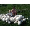 CEMEHA SEEDS - Giant Puffball Mushrooms Non GMO for Planting