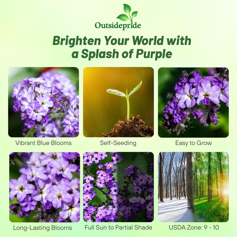 Outsidepride Marine Heliotropium Seeds - 1000 Pcs. Perennial, Easy to