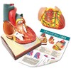 2022 Latest Design Life-Size Human Heart Model, 2-Piece 1:1 Anatomical