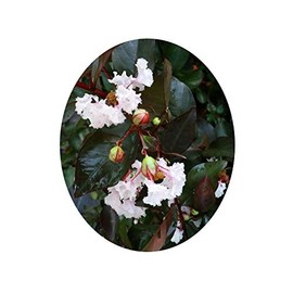 Crapemyrtle Ebony and Ivory White Flowering Purple Black Foliage Tree Shrub Live Crepe Crape Myrtle Plant Starter Size 4 Inch Pot Emerald R