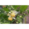 25 Camellia Seeds Camellia sinensis Chinese Green Tea Seeds Tea