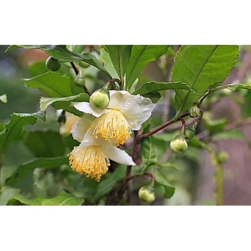 25 Camellia Seeds Camellia sinensis Chinese Green Tea Seeds Tea