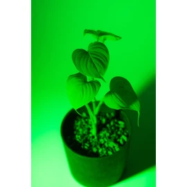 BANKS Collection GIVE ME GREEN LIGHT by Green Kuzo (R)