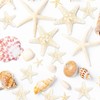 TaoQ C 24 PCS Starfish, Mixed Starfish 1" to 2"
