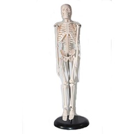 ShopXJ Human Body Skeletal Model Full Body Specimen Structure Model Medical Institution Teaching Materials Total Length 17.7 inches (45 cm) (Human Body Model)