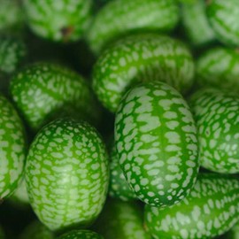 Cucamelon Seeds for Planting, Mexican Sour Gherkin, Mouse Melon, 30 Seeds, Melothria scabra, Non-GMO, Instructions Included, by TKE Farms & Gardens