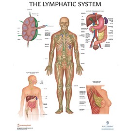 Anatomy Lab Human Lymphatic System Anatomy Poster, 17.3 x 22.5 Inches, Body System Diagram, Anatomical Chart for Education Learning and Students