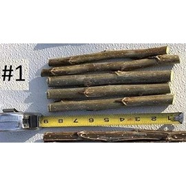6 Poplar Tree Cuttings - Fast Growing Attractive Privacy and Shade Trees - nonGMO from Western Pennsylvania