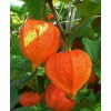 tree CHINESE LANTERN * PHYSALIS * ORANGE _RED LANTERN *