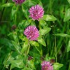 Todd's Seeds Todd's Seeds Red Clover Seeds, Non-GMO, Chemical Free,