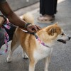 WOLFGANG/WOLFGANG WildWolf LEASH (S Size) Width 0.6 x Length 48.0