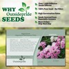 Outsidepride 5000 Seeds Annual Ageratum Pink Flower Seeds for Planting