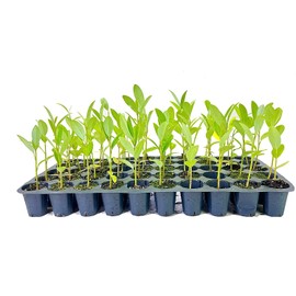 Sweet Bay Magnolia Tree | 10 Live Plants | Magnolia Virginiana | Beautiful Ornamental Specimen