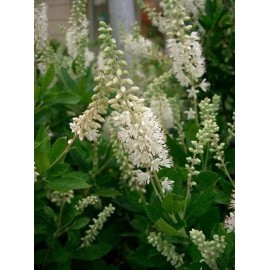 czgrain Sweet Pepper Bush Seeds for Planting (50 Seeds) - Blooming Shrub